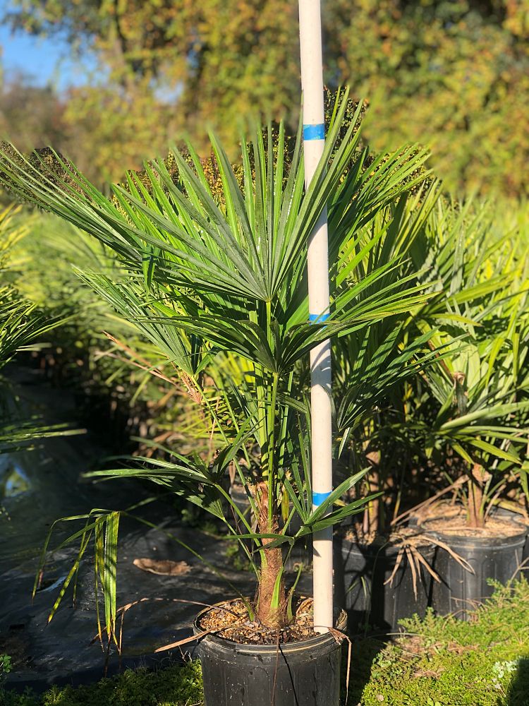 trachycarpus-fortunei-windmill-palm-chusan-palm