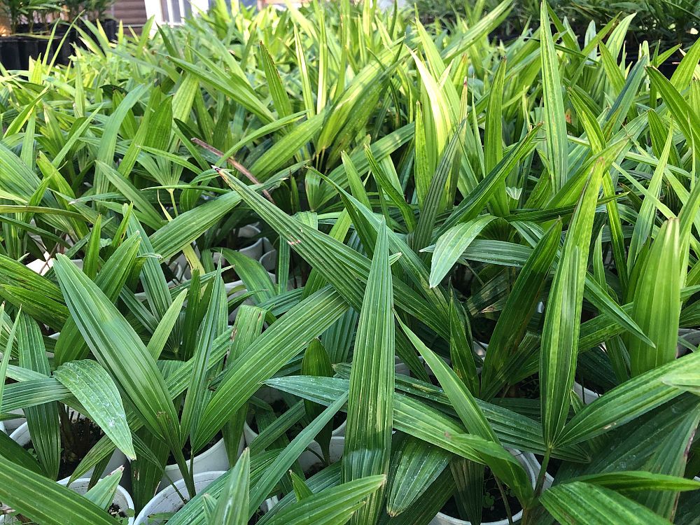 trachycarpus-fortunei-windmill-palm-chusan-palm