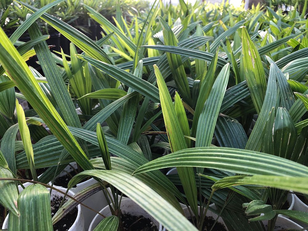 trachycarpus-fortunei-windmill-palm-chusan-palm