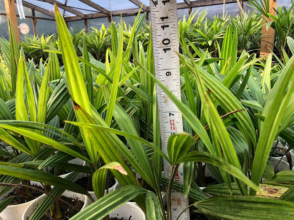 trachycarpus-fortunei-windmill-palm-chusan-palm