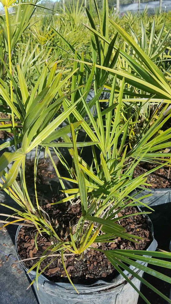 trachycarpus-fortunei-windmill-palm-chusan-palm