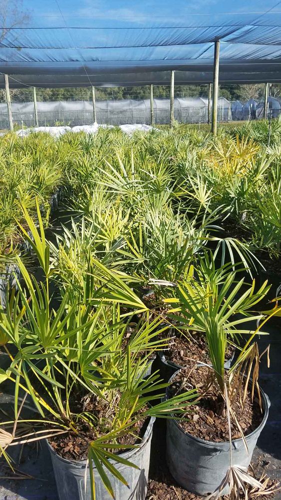 trachycarpus-fortunei-windmill-palm-chusan-palm