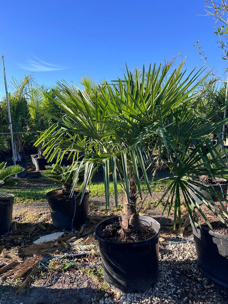 trachycarpus-fortunei-windmill-palm-chusan-palm