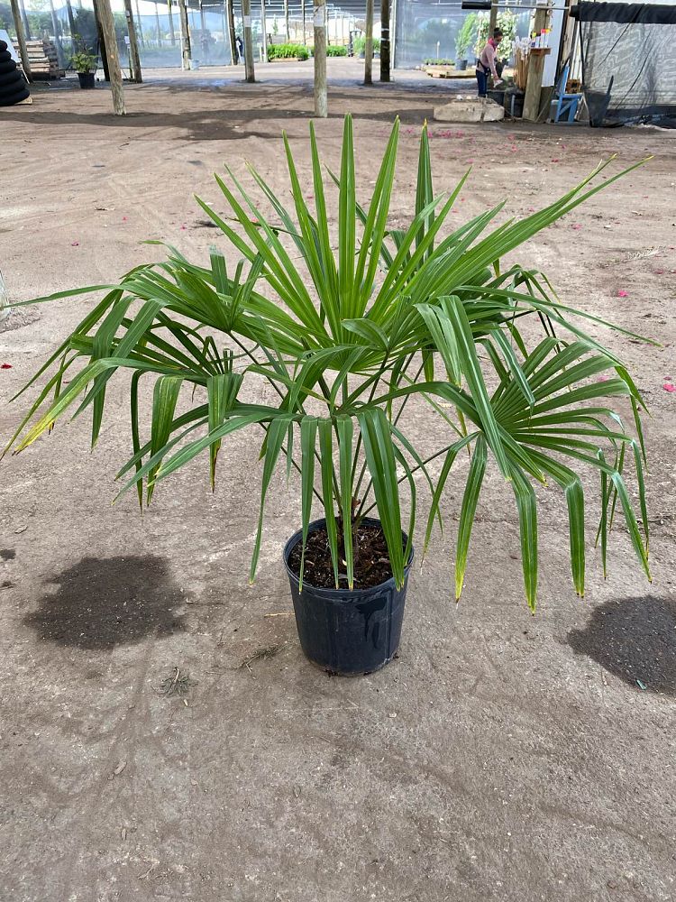 trachycarpus-fortunei-windmill-palm-chusan-palm