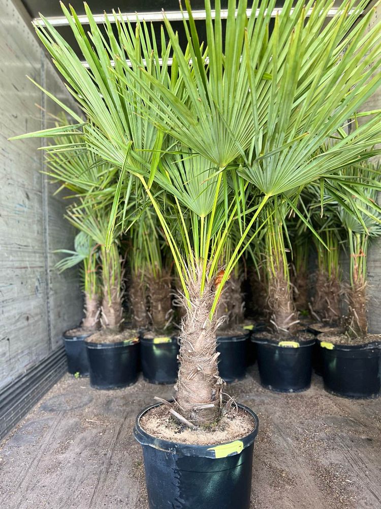 trachycarpus-fortunei-windmill-palm-chusan-palm
