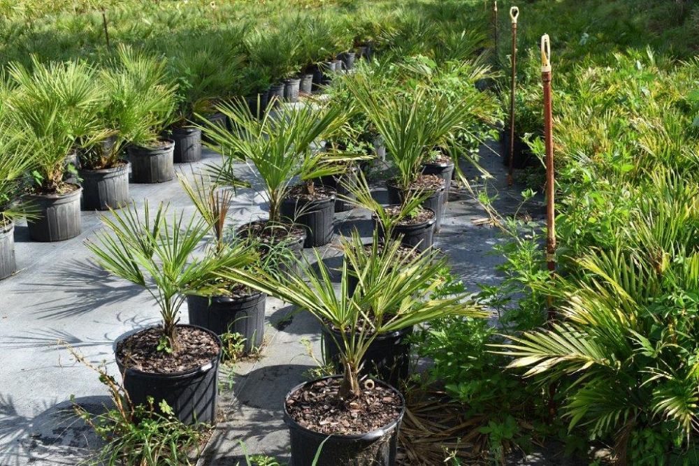 trachycarpus-fortunei-windmill-palm-chusan-palm
