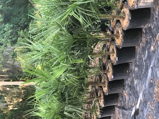 trachycarpus-fortunei-windmill-palm-chusan-palm