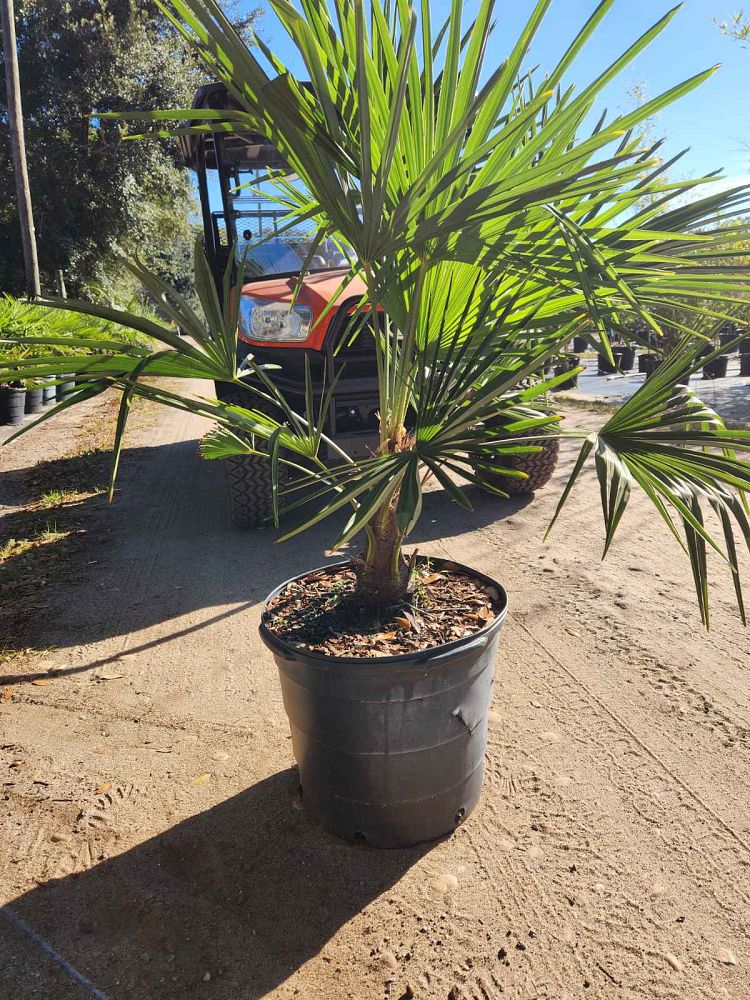 trachycarpus-fortunei-windmill-palm-chusan-palm