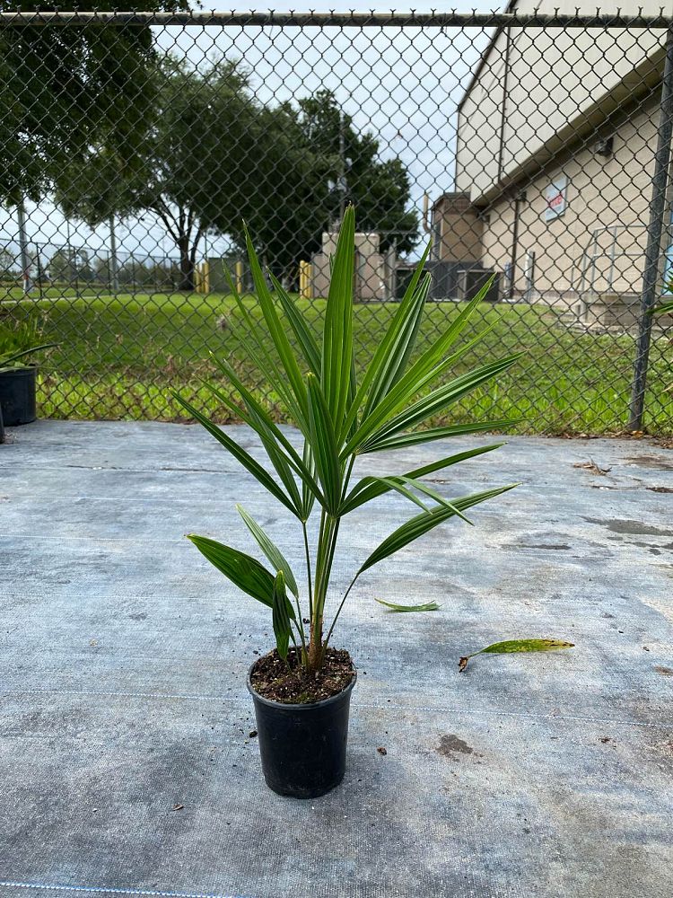 trachycarpus-fortunei-windmill-palm-chusan-palm