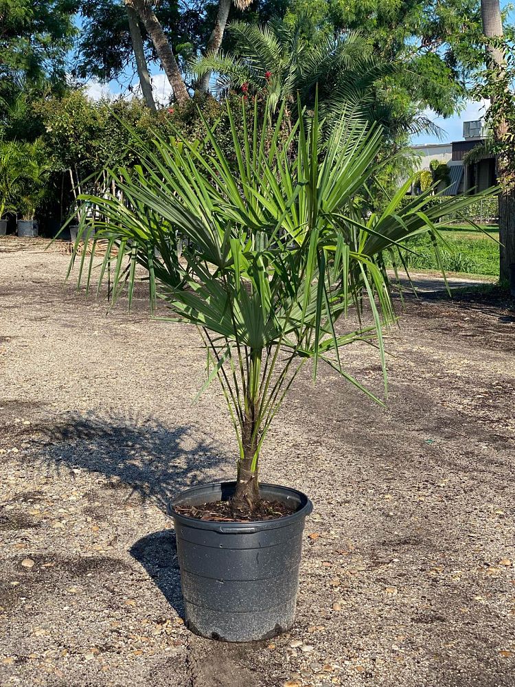 trachycarpus-fortunei-windmill-palm-chusan-palm