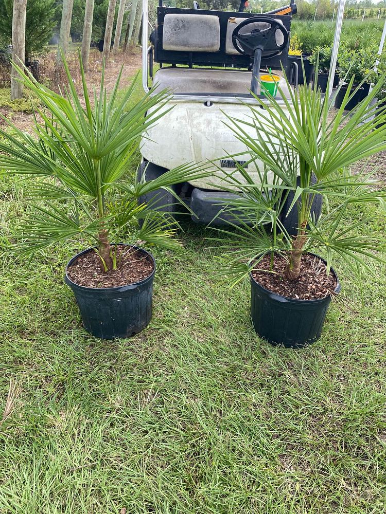 trachycarpus-fortunei-windmill-palm-chusan-palm