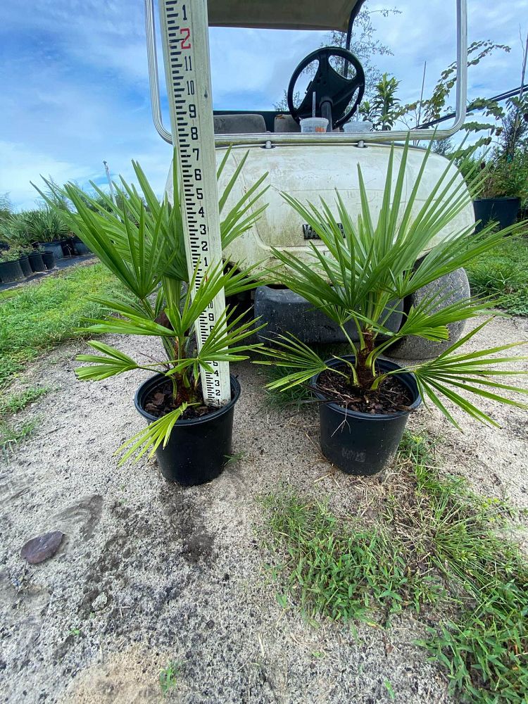 trachycarpus-fortunei-windmill-palm-chusan-palm