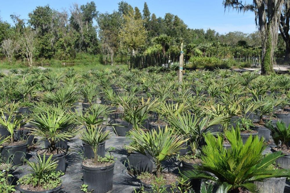 trachycarpus-fortunei-windmill-palm-chusan-palm