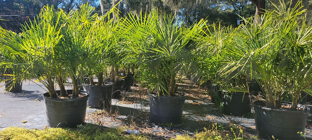 trachycarpus-fortunei-windmill-palm-chusan-palm