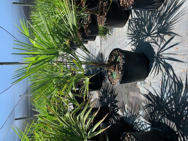 trachycarpus-fortunei-windmill-palm-chusan-palm
