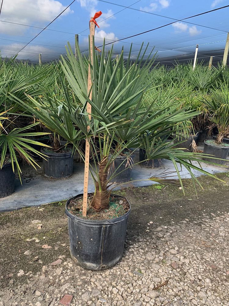 trachycarpus-fortunei-windmill-palm-chusan-palm