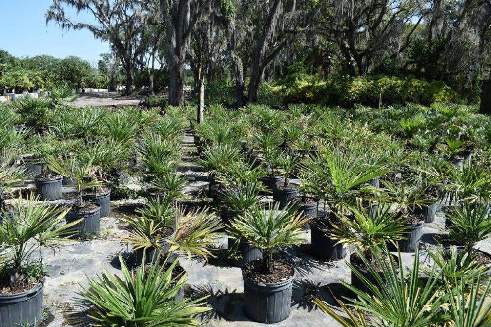 trachycarpus-fortunei-windmill-palm-chusan-palm