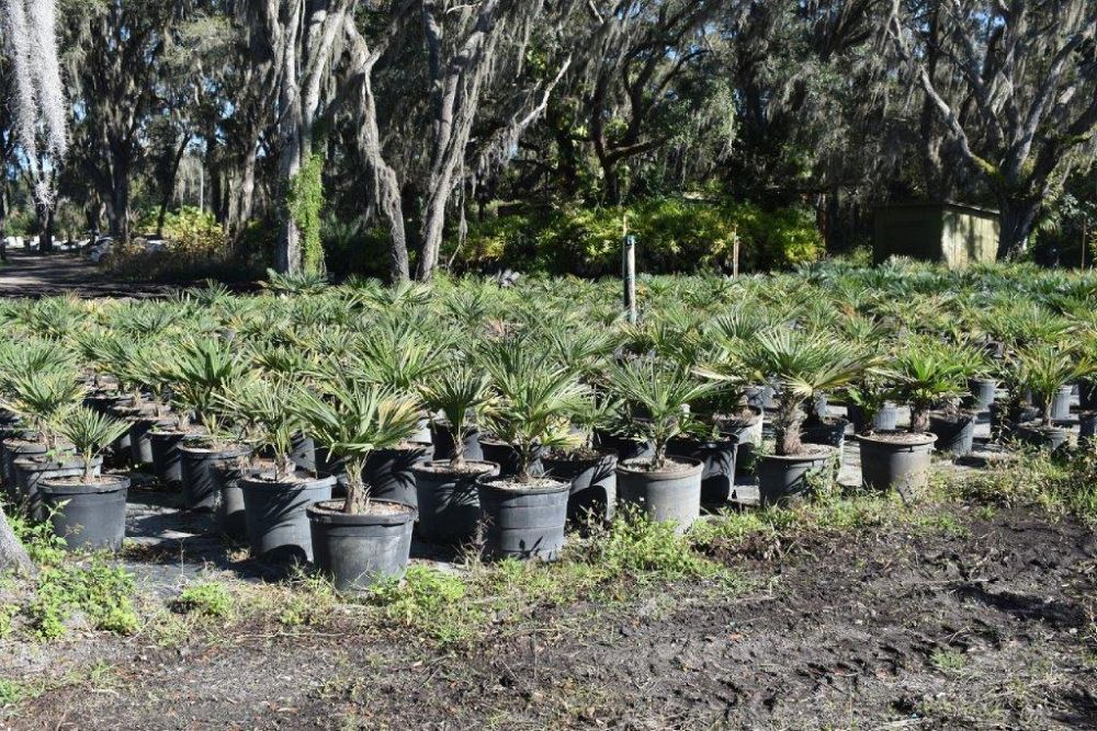 trachycarpus-fortunei-windmill-palm-chusan-palm