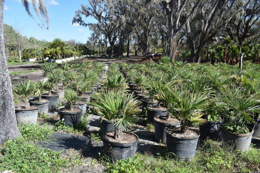 trachycarpus-fortunei-windmill-palm-chusan-palm