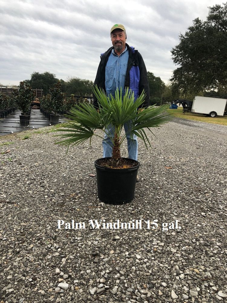 trachycarpus-fortunei-windmill-palm-chusan-palm