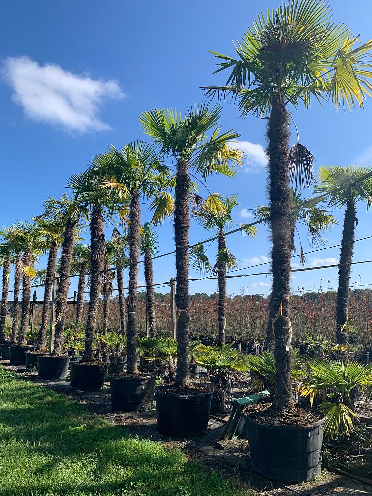 trachycarpus-fortunei-windmill-palm-chusan-palm