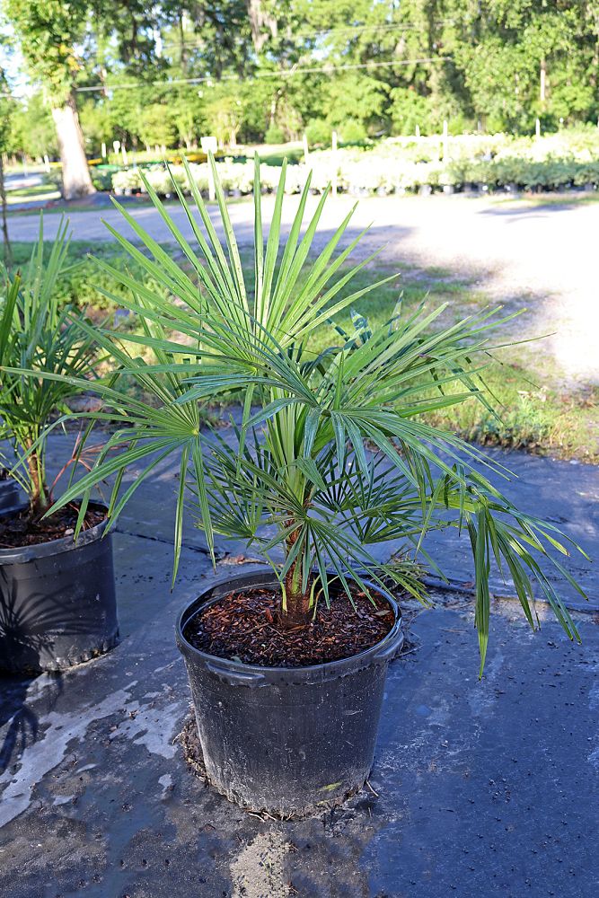 trachycarpus-fortunei-windmill-palm-chusan-palm