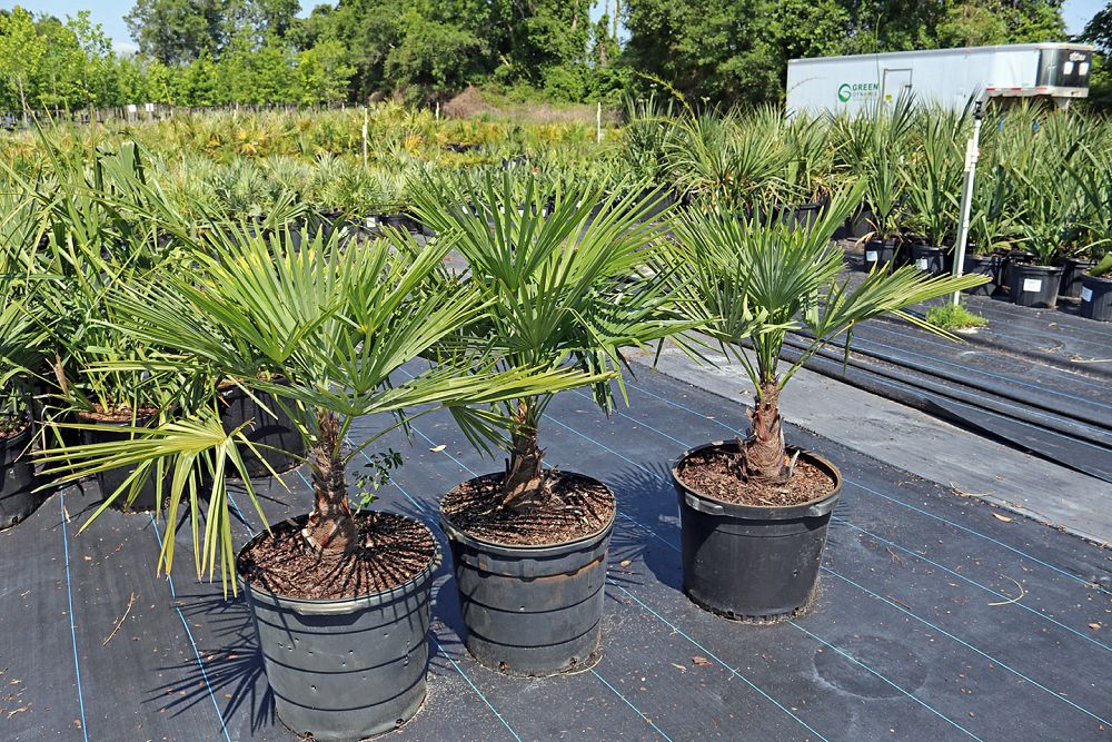 trachycarpus-fortunei-windmill-palm-chusan-palm
