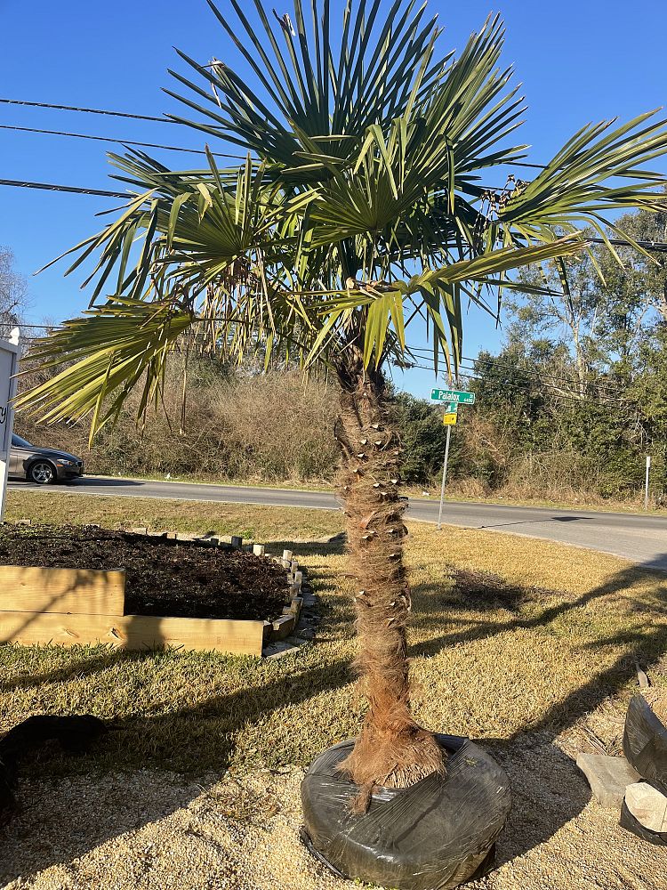trachycarpus-fortunei-windmill-palm-chusan-palm