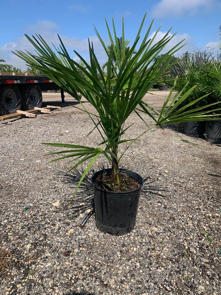 trachycarpus-fortunei-windmill-palm-chusan-palm