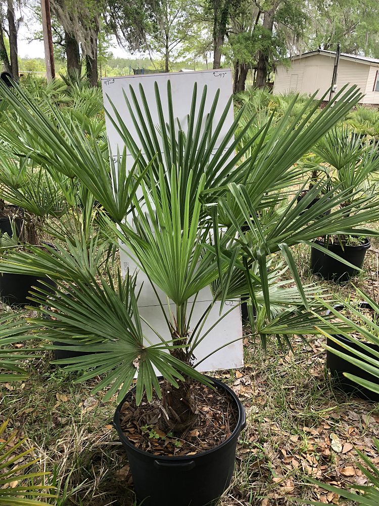 trachycarpus-fortunei-windmill-palm-chusan-palm
