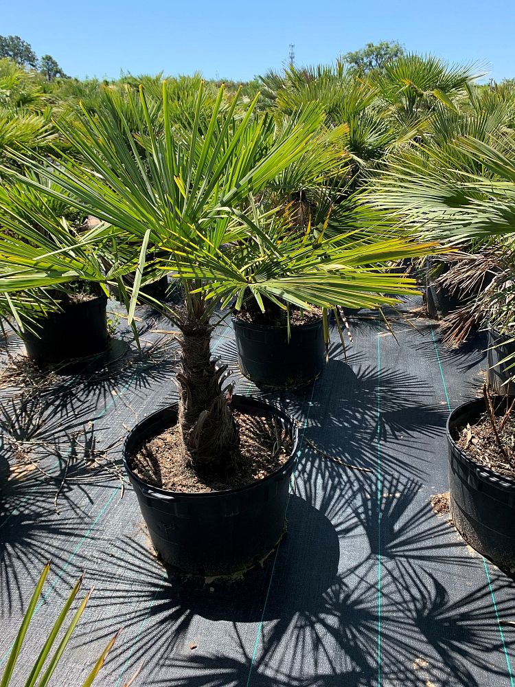 trachycarpus-fortunei-windmill-palm-chusan-palm