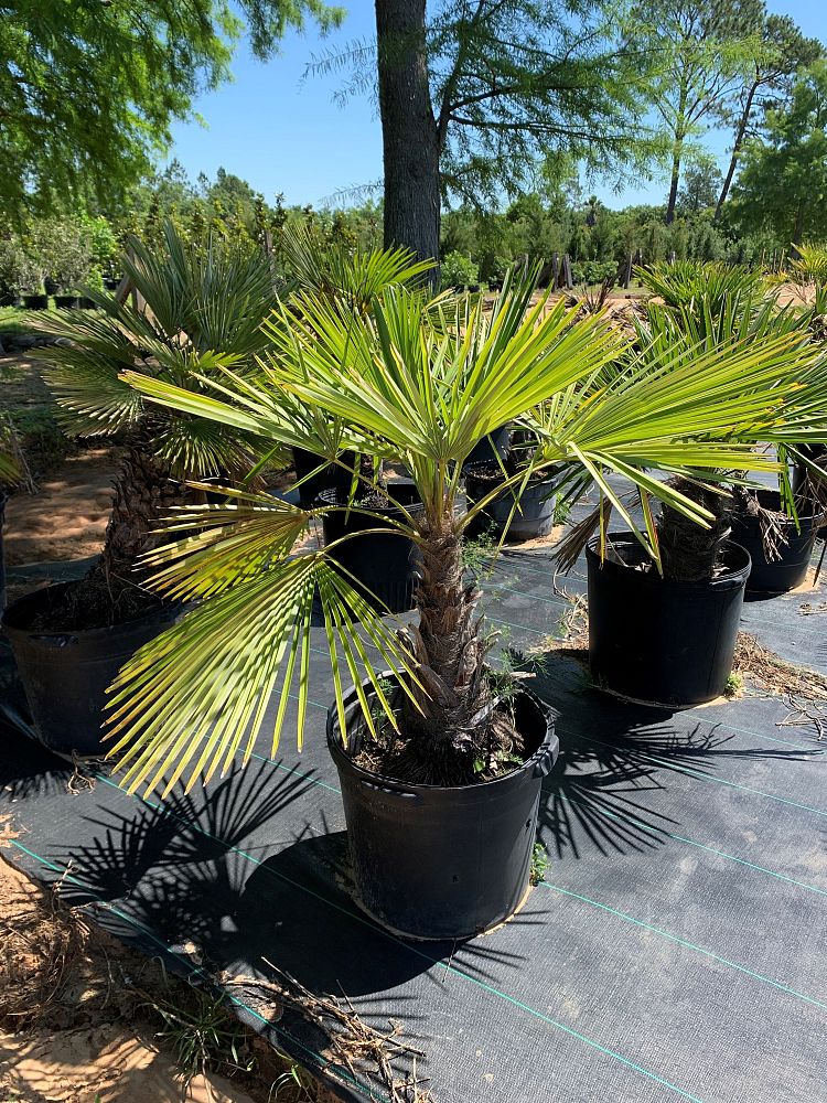 trachycarpus-fortunei-windmill-palm-chusan-palm