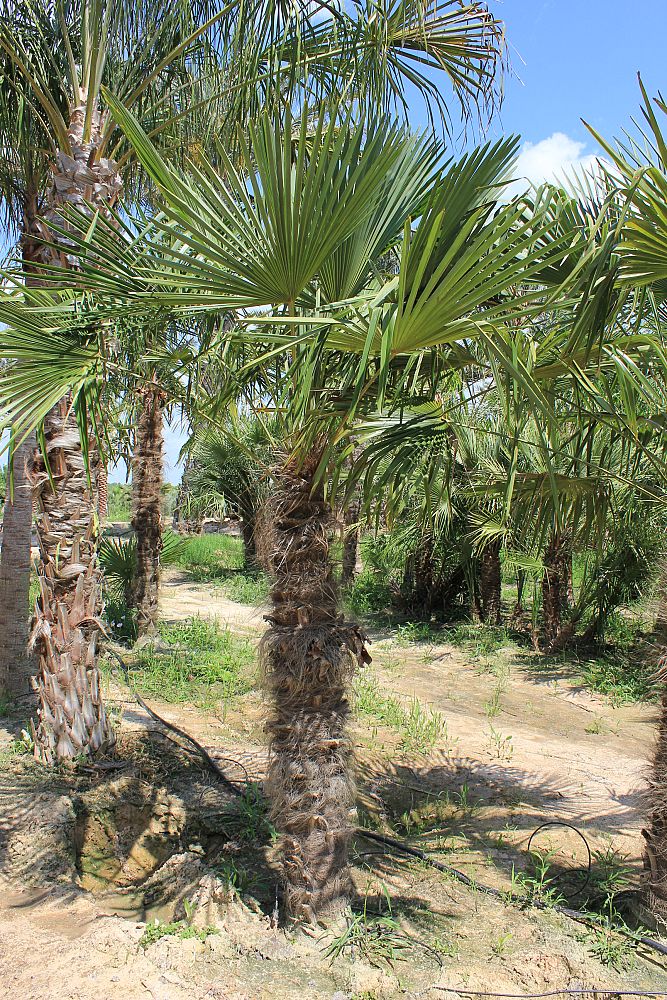 trachycarpus-fortunei-windmill-palm-chusan-palm