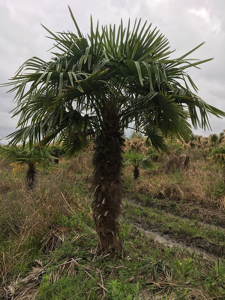 trachycarpus-fortunei-windmill-palm-chusan-palm