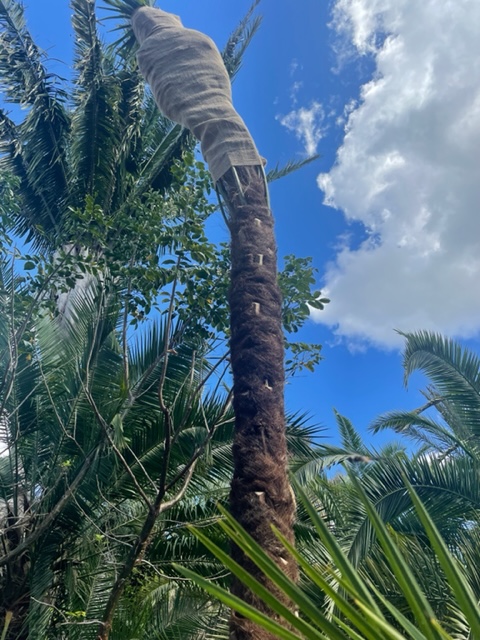 trachycarpus-fortunei-windmill-palm-chusan-palm