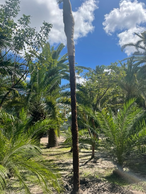 trachycarpus-fortunei-windmill-palm-chusan-palm