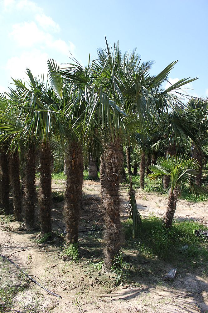 trachycarpus-fortunei-windmill-palm-chusan-palm