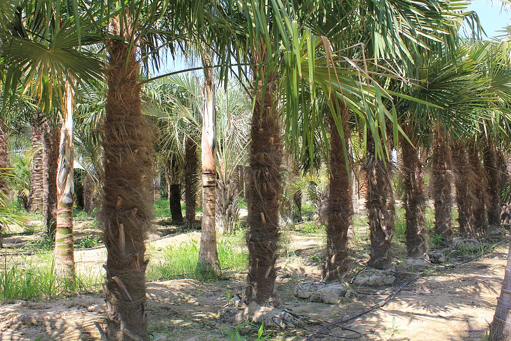 trachycarpus-fortunei-windmill-palm-chusan-palm