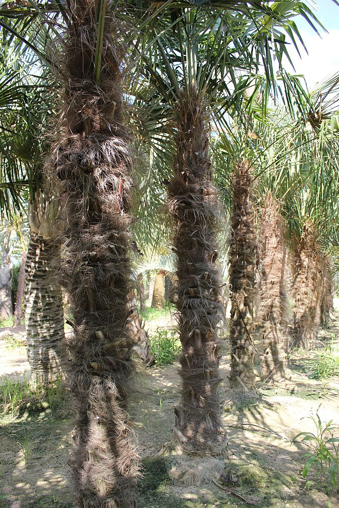 trachycarpus-fortunei-windmill-palm-chusan-palm