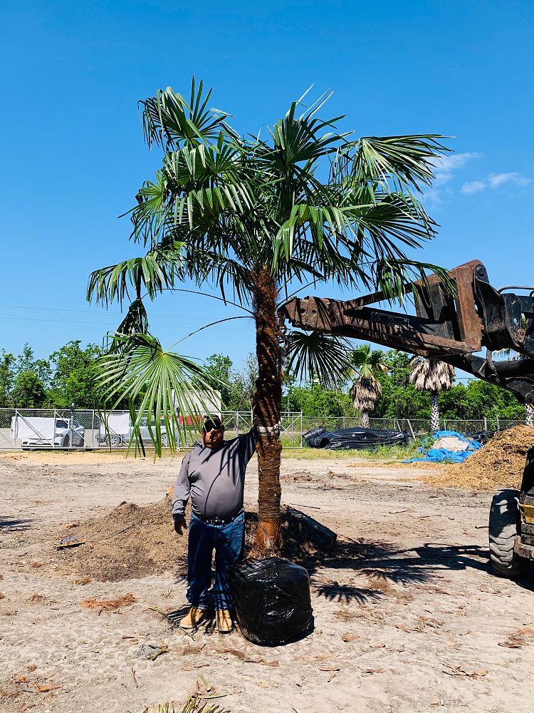 trachycarpus-fortunei-windmill-palm-chusan-palm