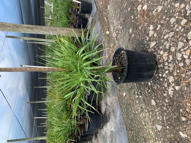 trachycarpus-fortunei-windmill-palm-chusan-palm