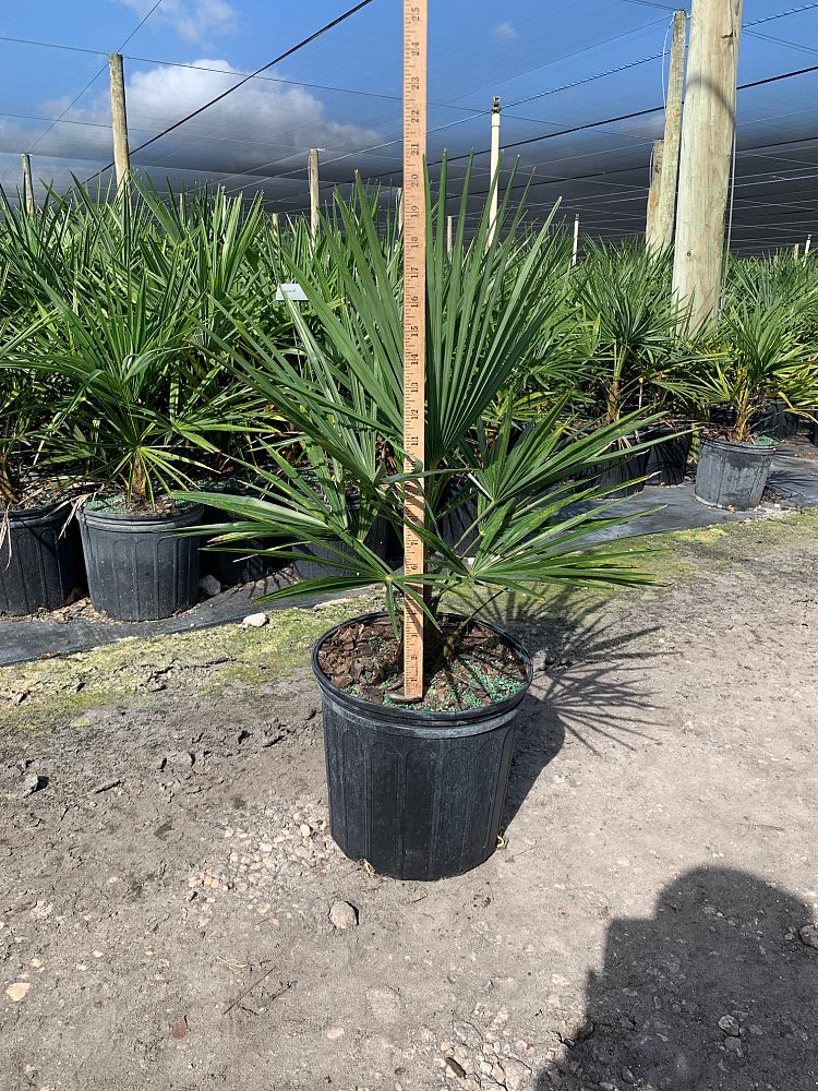 trachycarpus-fortunei-windmill-palm-chusan-palm