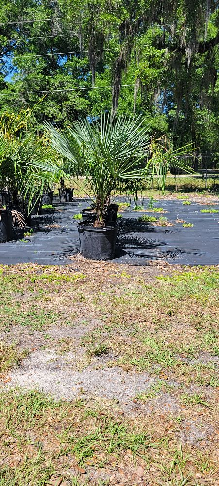 trachycarpus-fortunei-windmill-palm-chusan-palm