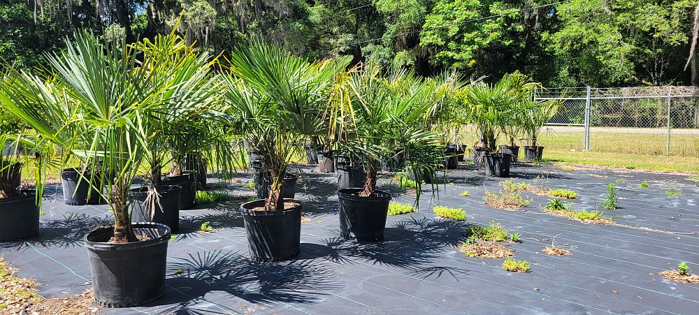 trachycarpus-fortunei-windmill-palm-chusan-palm
