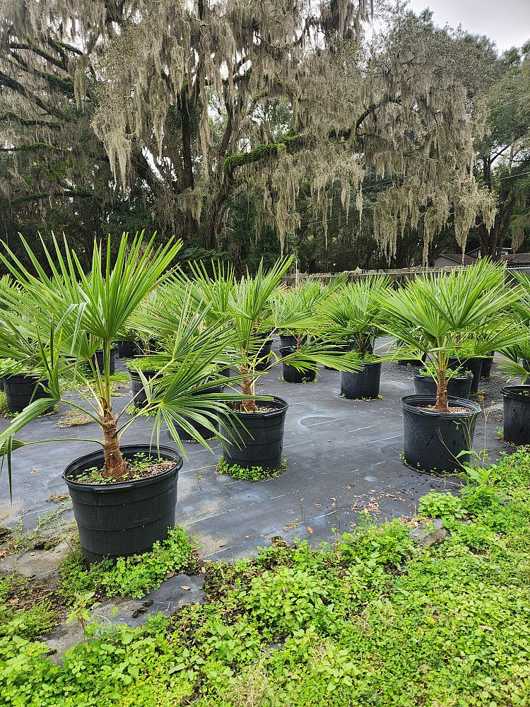 trachycarpus-fortunei-windmill-palm-chusan-palm