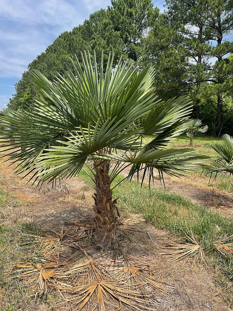 trachycarpus-fortunei-windmill-palm-chusan-palm
