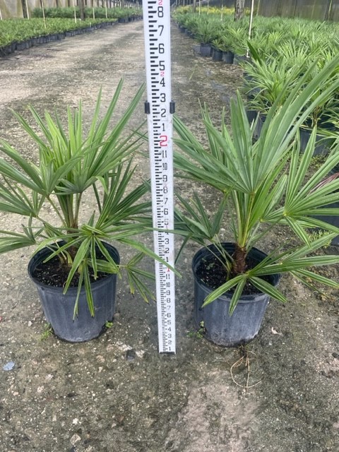 trachycarpus-fortunei-windmill-palm-chusan-palm