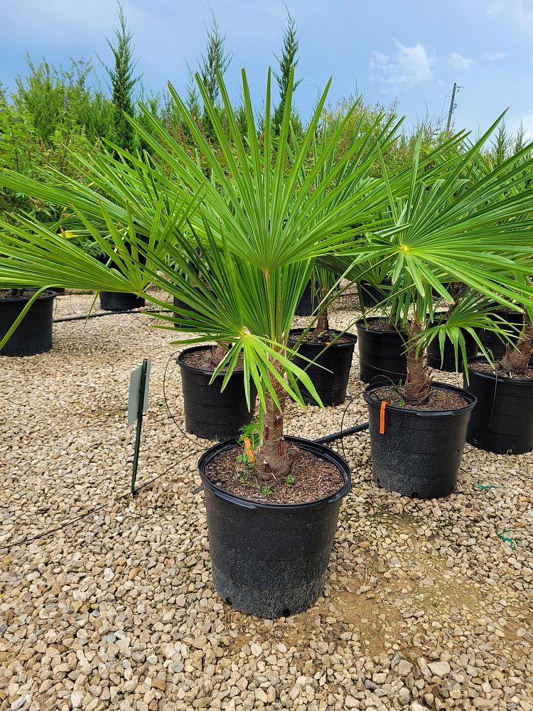 trachycarpus-fortunei-windmill-palm-chusan-palm