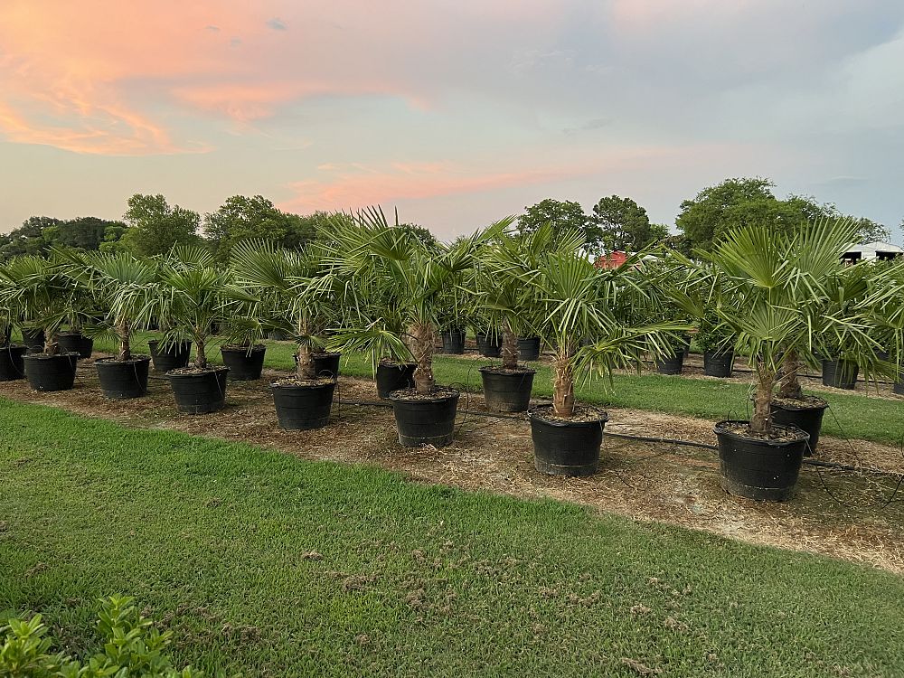 trachycarpus-fortunei-windmill-palm-chusan-palm