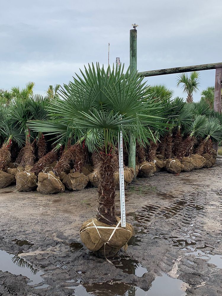 trachycarpus-fortunei-windmill-palm-chusan-palm